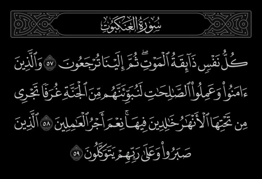 جبنه  ٥٦